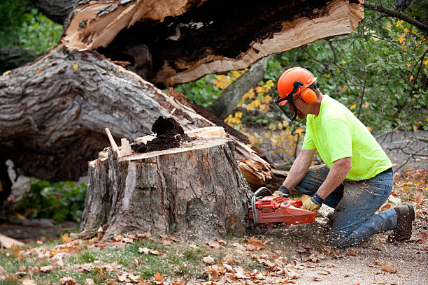 Trusted Meridian, CO Tree Service Experts